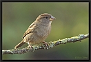 huismus DSC_0155-01